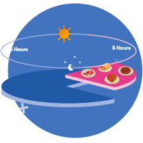 Intermittent Fasting 16-8 - Icon